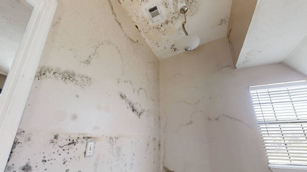 Best Basement Mold Removal  in Springfield, MN