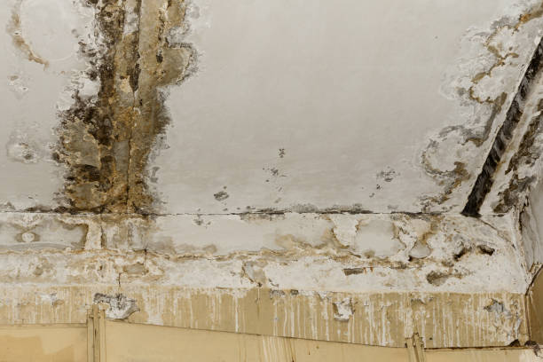 Dehumidification Services in Springfield, MN