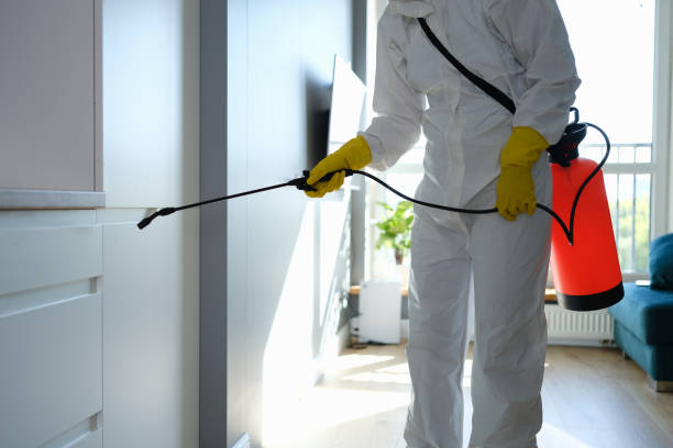 Best Mold Remediation for Rental Properties  in Springfield, MN