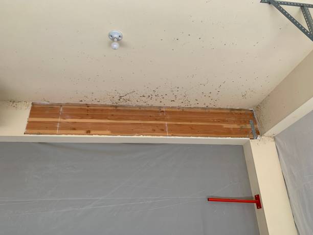 Best Mold Prevention Services  in Springfield, MN