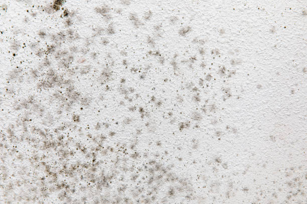 Best Biohazard Mold Removal  in Springfield, MN