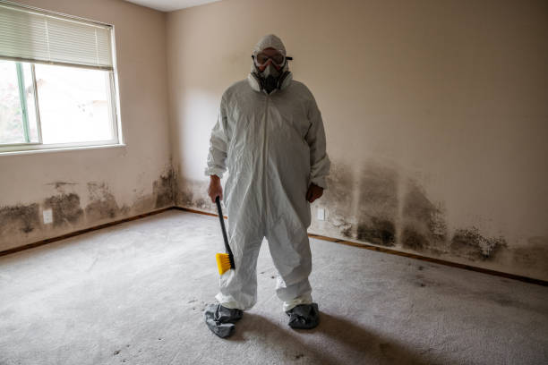 Best Black Mold Removal  in Springfield, MN